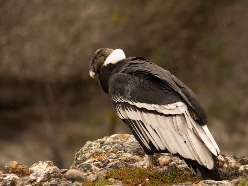 יום מלא בשמורה (Torres del Paine)